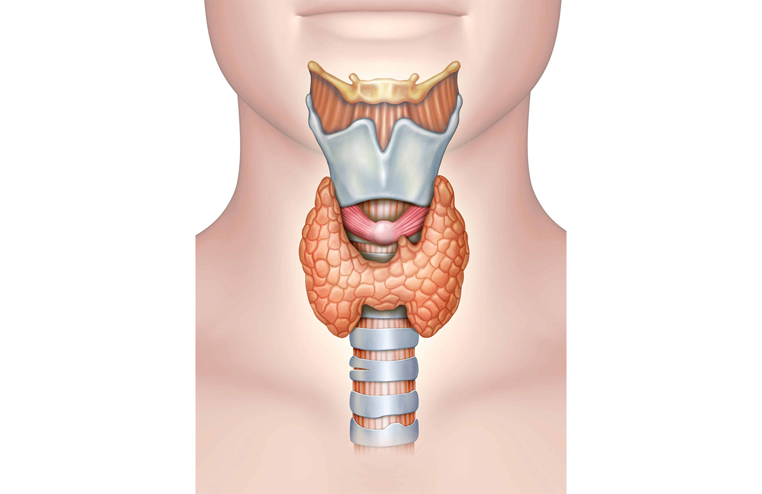 Thyroid Cancer